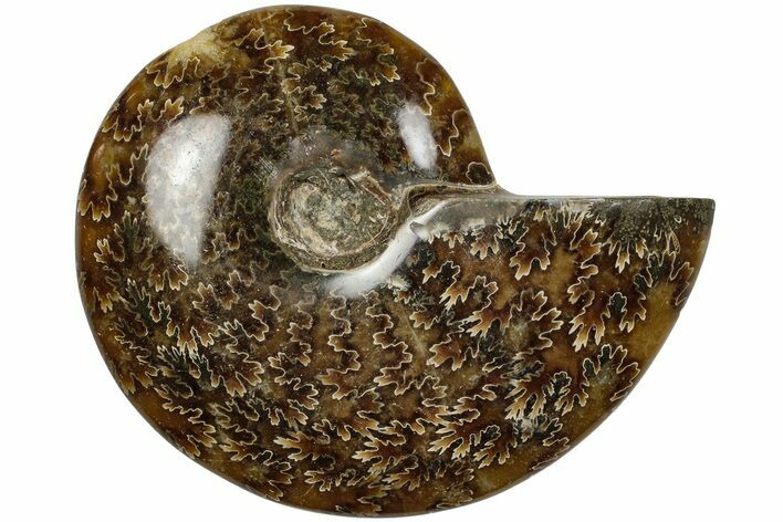 Polished Ammonite (Cleoniceras) Fossil - Madagascar #205104